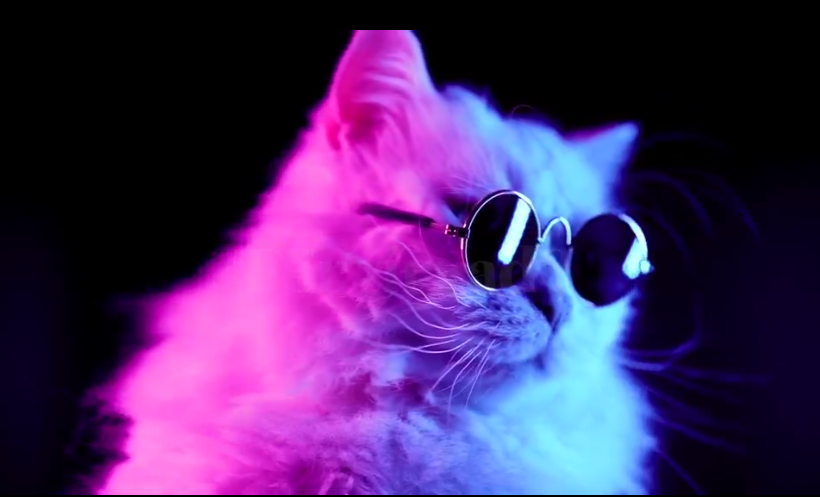 katt med solglasögon